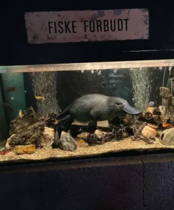 Nebbselen er like lugn til tross for høyt lydnivå i 2.etg